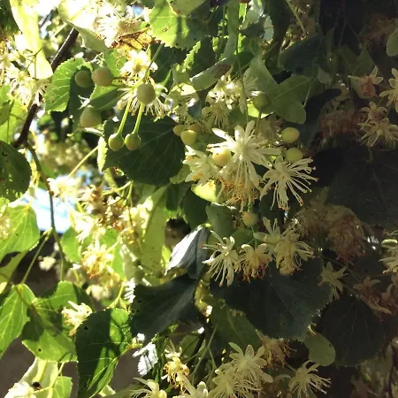 Maison De Charme En Pierres, Proche De La Nature, Idéale Pour Balades, Proche épinal - Fr-1-589-73 Сasa de vacaciones Girancourt